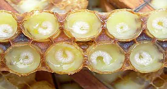 ژل رویال در درمان کرونا ؛ فواید مصرف ژل رویال برای درمان ویروس کرونا