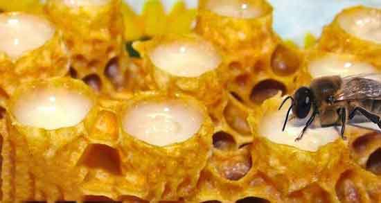 ژل رویال و پوست ؛ خواص مصرف ژل رویال برای منافذ باز پوست و مو