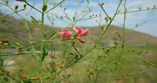کالری خارشتر ؛ میزان کالری دمنوش خارشتر برای بدن چقدر است