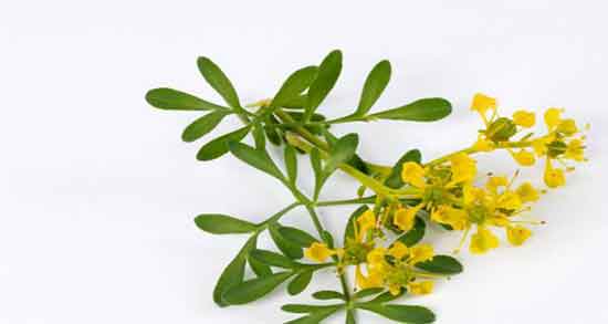 کالری سداب ؛ میزان کالری 10 گرم سداب خشک برای بدن چقدر است