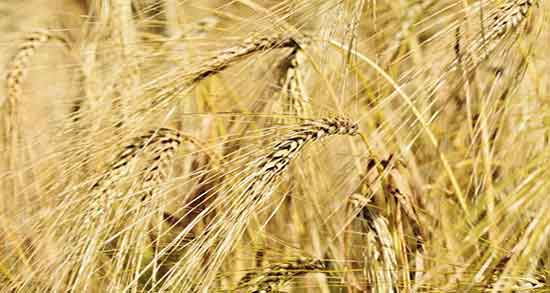 کالری شیرین گندمک ؛ میزان کالری یک پیاله گندمک شیرین چقدر است