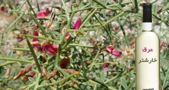 کالری عرق خارشتر ؛ میزان کالری یک لیوان عرق خارشتر برای بدن چقدره