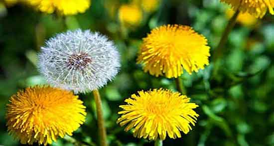 کالری عرق قاصدک ؛ میزان کالری یک لیوان عرق قاصدک برای بدن چقدره کالری عرق قاصدک ؛ میزان کالری یک لیوان عرق قاصدک برای بدن چقدره