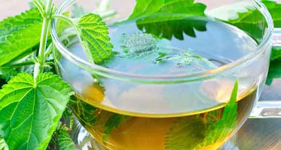 کالری چای گزنه ؛ میزان کالری یک لیوان چای گزنه برای بدن چقدر است