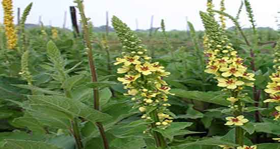 کی از خرگوشک استفاده کرده ؛ چرا از روغن خرگوشک استفاده میکنن