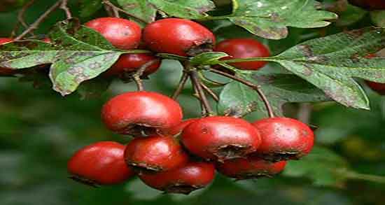کیالک برای دیابت ؛ خاصیت مصرف کیالک برای کنترل قند خون زنان باردار