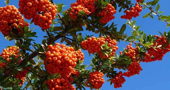 کیالک برای سرماخوردگی ؛ ایا مصرف کیالک برای سرماخوردگی مفیده