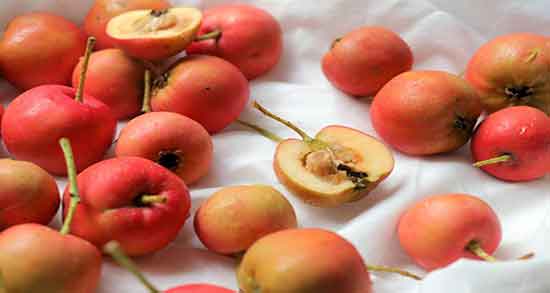 کیالک برای سگ ؛ ایا دادن کیالک یا زالزالک برای سگ مضر است