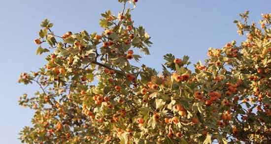 کیالک برای طوطی ؛ خاصیت دادن کیالک برای طوطی و پرندگان چیست