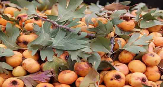 کیالک برای فشار خون ؛ استفاده از کیالک برای کنترل فشار خون بالا