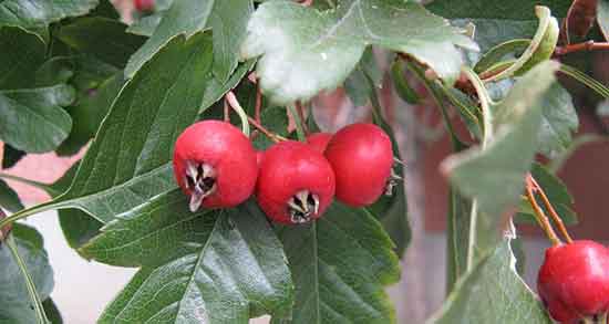 کیالک برای معده ؛ خواص مصرف عرق کیالک برای پوست صورت و بدن