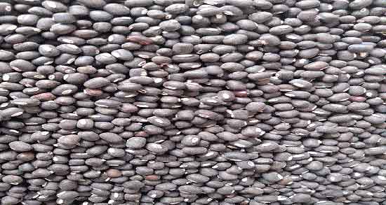گاودانه برای چاقی ؛ تاثیر استفاده از گاودانه برای چاقی صورت و بدن