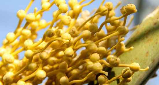 گرده نخل برای تنبلی تخمدان ؛ طرز استفاده از گرده نخل برای ناباروری