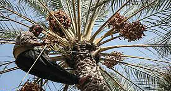 گرده نخل و خواص آن ؛ تاثیر مصرف گرده نخل برای پسردار شدن