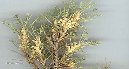 گزانگبین برای کیست تخمدان ؛ مصرف گز انگبین برای درمان کیست تخمدان