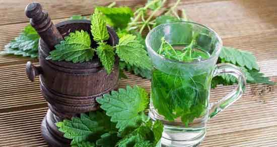 گزنه برای فشار خون ؛ ایا گیاه گزنه فشار خون را بالا میبرد یا نه