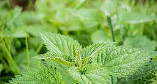 گزنه و برگ زیتون ؛ خاصیت چای گزنه و برگ زیتون کیسه ای نیوشا