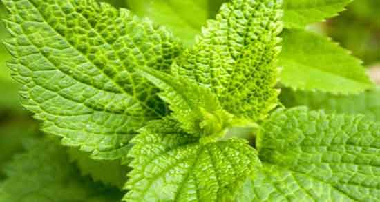 گزنه و کلیه ؛ خاصیت مصرف گیاه گزنه برای درمان سنگ کلیه