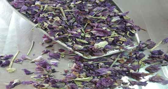 گل اروانه برای عفونت ؛ فواید مصرف گل اروانه برای درمان عفونت رحم