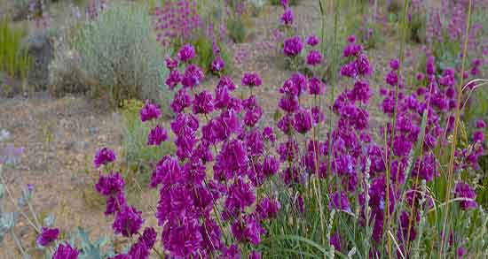 گل اروانه و خواص آن ؛ فواید مصرف گل اروانه برای درمان التهاب پوستی