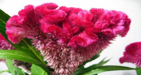 گل تاج خروس برای زردی نوزاد ؛ استفاده از گل تاج خروس برای درمان زردی نوزاد