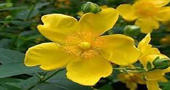 گل راعی برای لاغری ؛ ایا دمنوش گل راعی برای چربی سوزی بدن مفیده