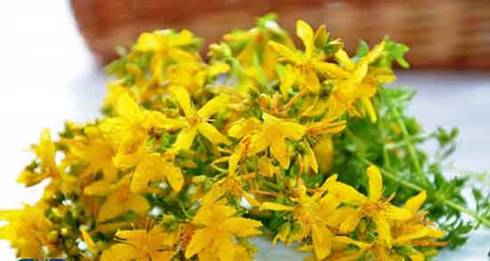 گل راعی برای چی خوبه ؛ ایا مصرف گل راعی برای افسردگی مفیده