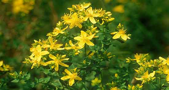 گل راعی و فشار خون ؛ کنترل فشار خون با خوردن دمنوش گل راعی