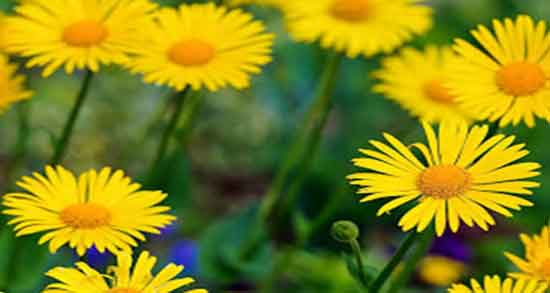 گل زرد برای قاعدگی و ایا مصرف گل زرد با شیر گرم برای پریودی مفیده گل زرد برای قاعدگی ؛ ایا مصرف گل زرد با شیر گرم برای پریودی مفیده