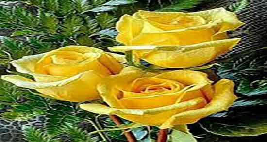 گل زرد برای پریودی ؛ خاصیت مصرف گل زرد برای کم شدن خون پریودی