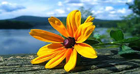 گل زرد برای چی خوبه ؛ ایا دمنوش گل زرد برای سرماخوردگی مفیده