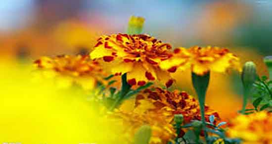 گل همیشه بهار برای عفونت رحم ؛ مصرف گل همیشه بهار برای عفونت رحم