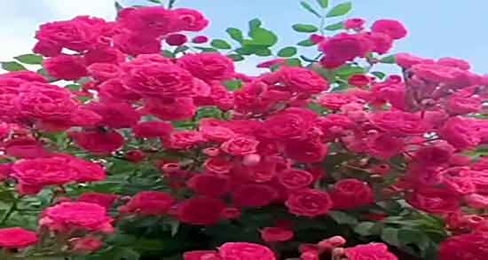 گل همیشه بهار برای چی خوبه ؛ خاصیت گل همیشه بهار برای چی مفیده