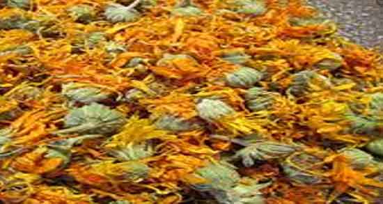 گل همیشه بهار برای کیست ؛ خاصیت گل همیشه بهار برای کیست تخمدان