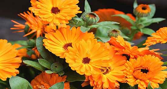 گل همیشه بهار برای کیست تخمدان ؛ مصرف گل همیشه بهار برای رحم
