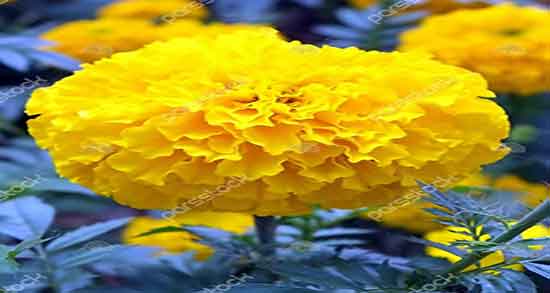 گل همیشه بهار و قاعدگی ؛ دمنوش گل همیشه بهار برای سقط جنین