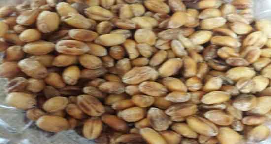 گندمک برای کودک ؛ خاصیت شیرین گندمک برای کودک زیر یک سال