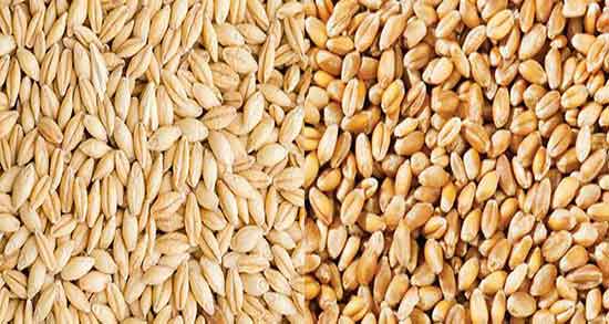 گندمک برای کودک یک ساله ؛ خاصیت گندمک برای کودک یک ساله