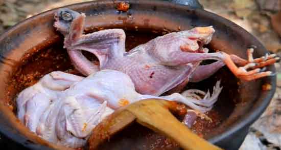 گوشت کبوتر برای زنان باردار ؛ درمان کم خونی در بارداری با خوردن گوشت کبوتر