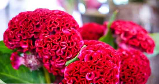 گیاه تاج خروس برای لاغری ؛ ایا گیاه تاج خروس برای لاغری مفید است