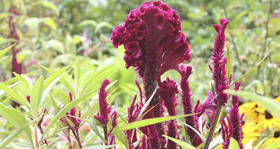 گیاه تاج خروس برای گرفتگی صدا ؛ خواص تاج خروس برای سرماخوردگی