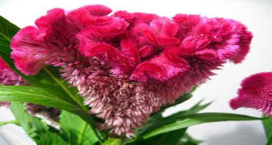 گیاه تاج خروس ؛ ایا گیاه تاج خروس برای گرفتگی صدا مفید است