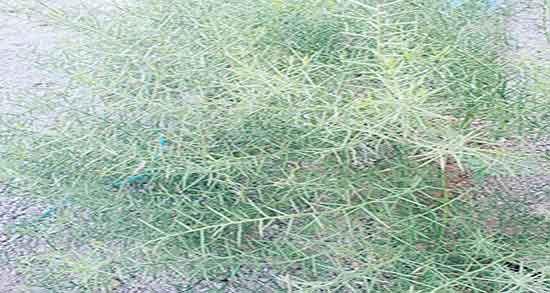 گیاه خارشتر ؛ خاصیت مصرف گیاه خارشتر برای دفع سنگ کلیه