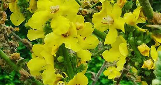 گیاه خرگوشک ؛ گیاه خرگوشک برای درمان کیست تخمدان زنان