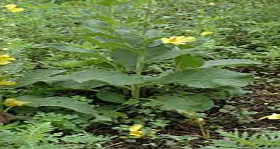 گیاه خرگوشک و فیبروم ؛ فواید مصرف گیاه خرگوشک برای فیبروم رحم