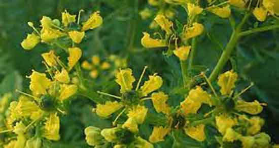 گیاه سداب ؛ گیاه سداب برای پوست صورت و بدن چه خواصی دارد