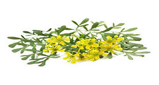 گیاه سداب و سنگ کلیه ؛ فواید مصرف سداب برای درمان سنگ کلیه