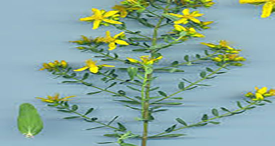 گیاه علف چای و خواص آن ؛ فواید مصرف گیاه علف برای درمان گلو درد