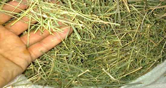 گیاه چوغان چیست ؛ تاثیر مصرف گیاه چوغان بر عفونت ریه کودکان