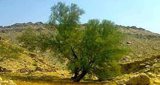 گیاه گزانگبین ؛ تاثیر گیاه گزانگبین و ترنجبین برای شکم کودکان چیه